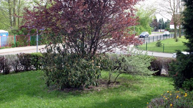 Ein grüner Garten mit blühenden Bäumen bietet einen idyllischen Ausblick für eine Wohnung zur Miete in Magdeburg.